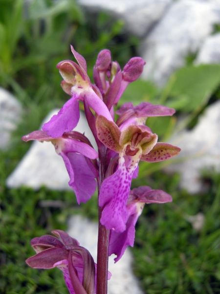 Orchis spitzelii